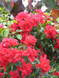 flower carpet scarlet groundcover rose