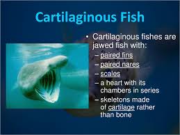 The skeleton does not have any bone. The Fishes Ppt Download