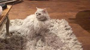 cat blends into fluffy rug you