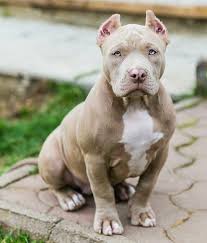 American Bully Dog Characteristic Appearance And Picture