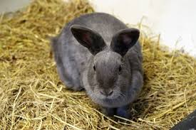 Best Bedding For Rabbits In 2023 Top