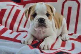 American bulldog boxer mix puppy pictures. English Bulldog Beagle Mix Puppies For Sale In Ohio Petsidi
