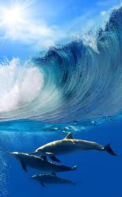 dolphins live wallpaper apk