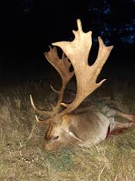 package deal on fallow deer 2 50 2 99 kg
