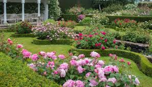 Creating A Fragrant Rose Garden