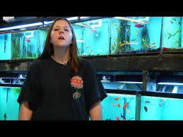Remove Scratches On A Glass Aquarium