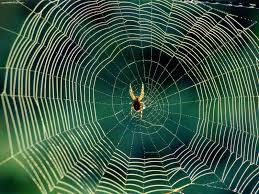 weekend diversion spider webs on