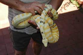 paradox albino darwin aussie pythons
