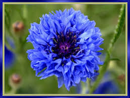 Les Fleurs de Bleuet | Eau florale de bleuet, Cernes, Bleuet