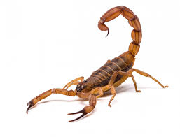 keeping scorpions out of your house in