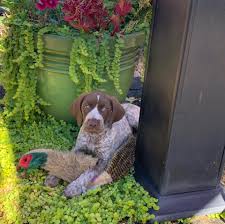 German shorthaired pointers (gsp) are athletic, lovable dogs that are eager to please and easy to train. The Wright Place For German Shorthair Puppies Home Facebook