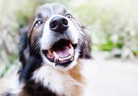 8 tips to treat your dog s bad breath