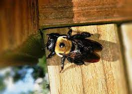 Wood Bees Or Carpenter Bees