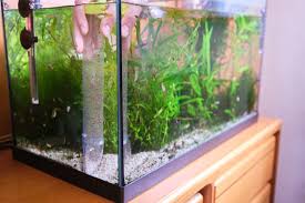 cleaning a fish tank with vinegar the