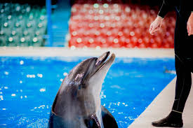 dubai dolphinarium tickets exclusive
