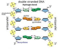 dna structure replication flashcards