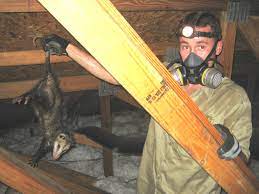 Opossum In The Attic How To Get It Out