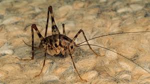 Spider Crickets What Are They And How