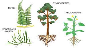 4 main types of plants for kids