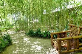 Bamboo In Your Garden Nice Decoration