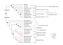 The Phylogeny And Classification Of Anopheles Intechopen