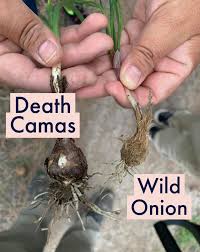 wild onion vs camas lakota times