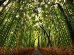 the bamboo forest wallpaper high