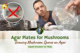 growing mushroom spores on agar faqs
