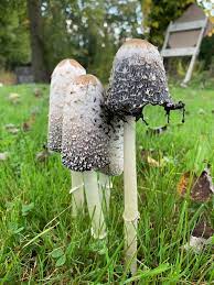Graveyard shrooms : r/mycology