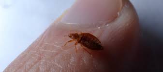 How To Know If You Have Bed Bugs Abc Blog