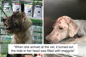 rescued a dog with a hole in her head