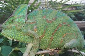 veiled chameleon care chamaeleo
