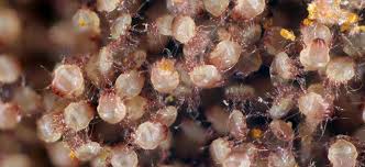 effective dust mite pest control s