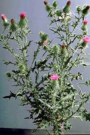Bull thistle identification and control: Cirsium vulgare - King County