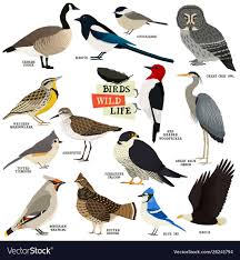 14 birds isolated objects royalty free