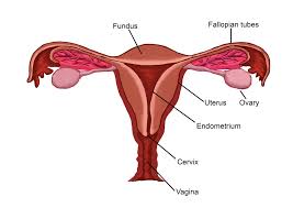 An anatomically female's internal reproductive organs are the vagina, uterus, fallopian tubes, cervix, and ovary. Female Reproductive Anatomy True
