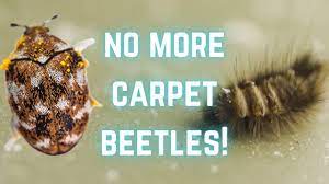 how to get rid of carpet beetle you