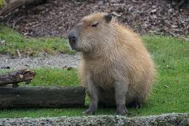 It is the largest living rodent on the planet and lives in . Definicion De Carpincho Que Es Significado Y Concepto