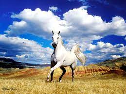 Beautiful Horse Desktop Wallpapers on ...