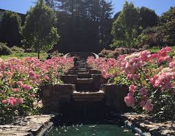 Morcom Rose Garden Reviews Photos