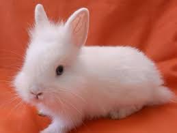 Tuttavia, nutrire i conigli, in particolare quelli nani, è un po' più complicato di una semplice dieta a due ingredienti. Coniglio Testa Di Leone Idee Green