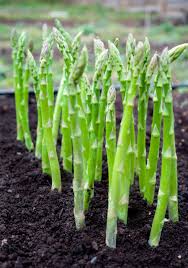 how to grow asparagus harvest to table