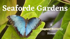seaforde gardens tropical erfly
