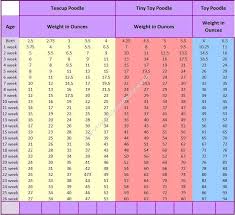 Miniature Poodle Weight Growth Chart Goldenacresdogs Com