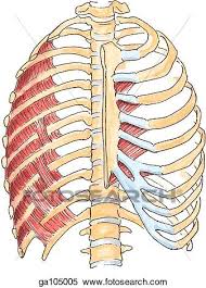 'it is important to understand rib cage anatomy if we want to treat upper back pain' explains sarah key. Anterior View Of The Muscles Of The Thoracic Wall And Corresponding Anatomy Anterior Portion Of Ribcage On The Right Side Has Been Removed Stock Illustration Ga105005 Fotosearch