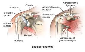 The shoulder joint comprises parts of the following bone structures: Facts About The Spine Shoulder And Pelvis Demo