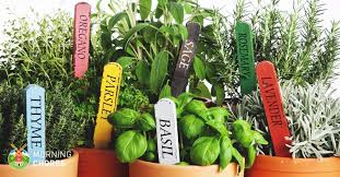 3 Easy Steps To Growing Herbs Indoors