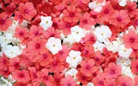 pink and white phlox flowers