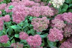 Sedum telephium Orpine PFAF Plant Database