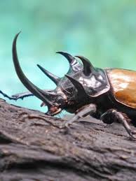 hercules beetle insect facts dynastes